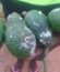 rimwe
